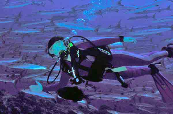Lanora swimming with barracuda